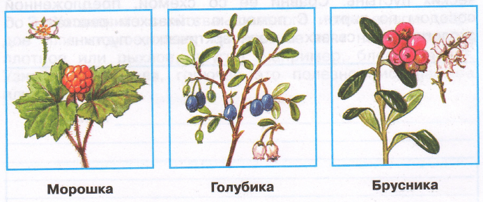 Задание рисунок 1